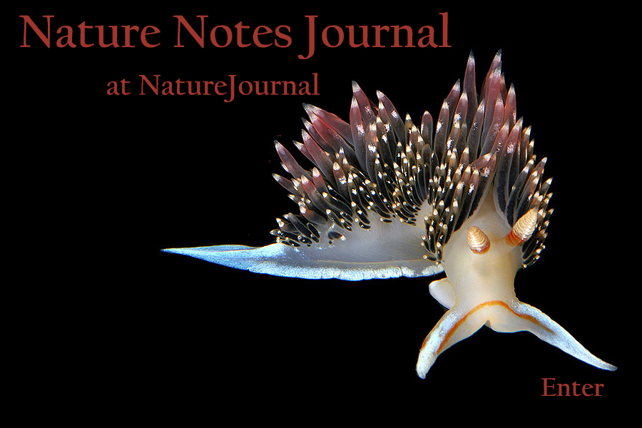  Nature Notes 